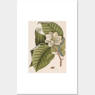 Cucumber tree (Magnolia acuminata) (C010/8074) Posters and Art